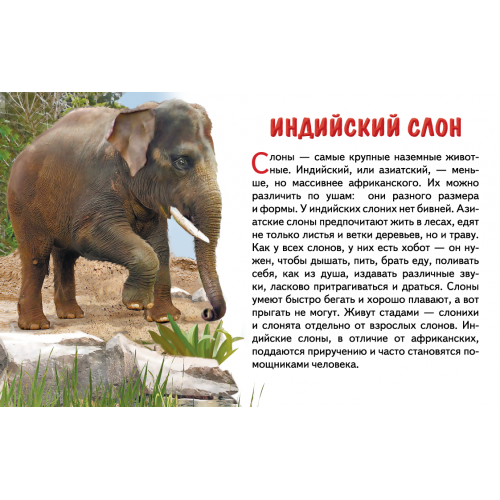 Обучающе карточки. Карточки (европодвес). Животные Азии . Литур.